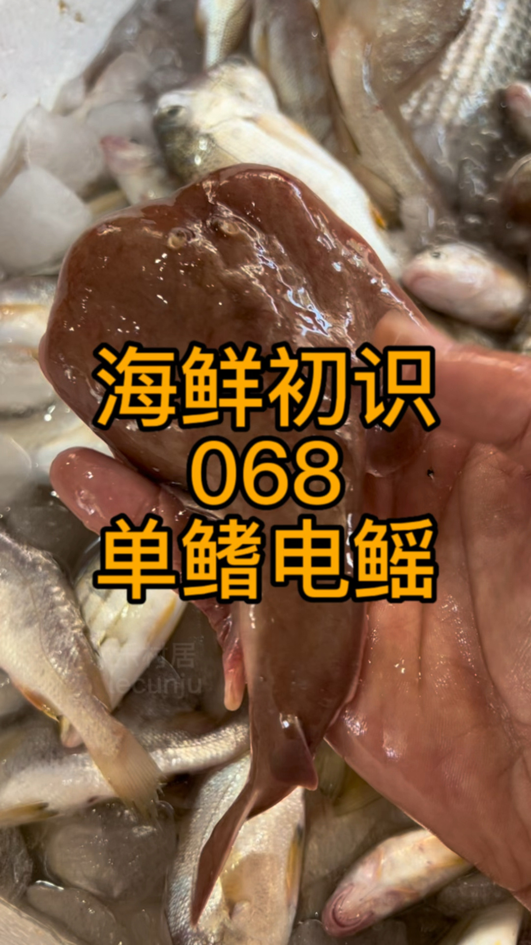 像小鮟鱇鱼的单鳍电鳐会放电的鱼