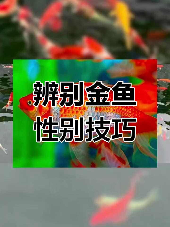 如何分辨鲸鱼的雌雄