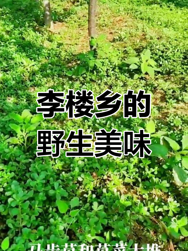 洛阳李楼乡焦寨村:大片麻子菜和野银尖等你来挖,竟然没人采!