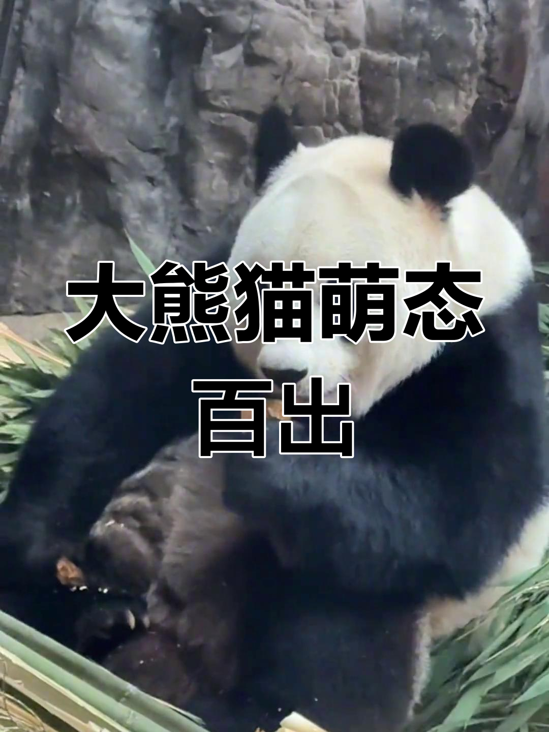 徐萌萌大熊猫吃窝头,表情超搞笑!