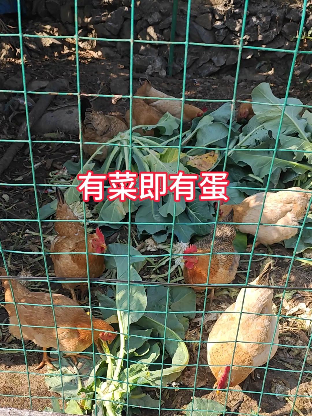 农村走地鸡#农村散养土鸡 #生态散养土鸡 #走地鸡 #原生态乡村生活 #生态放养