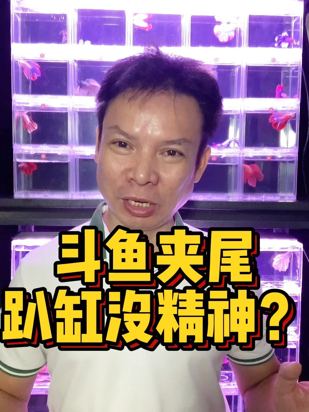 斗鱼夹尾,不展尾、趴缸、没精神怎么办?