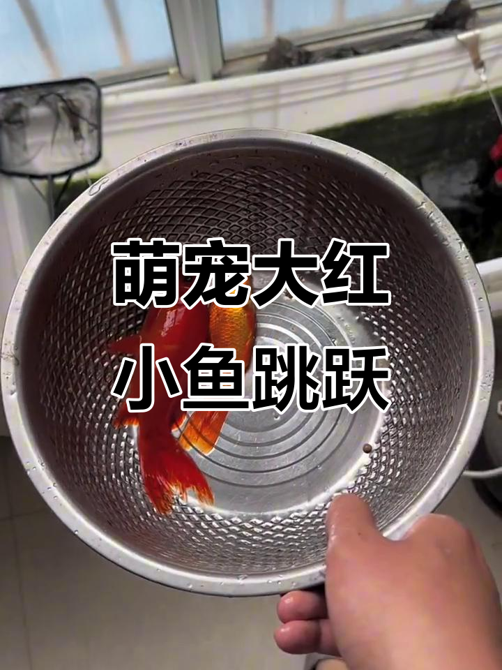 大红鱼小红鱼跳进饭盆，难道是暗示我该做饭了？