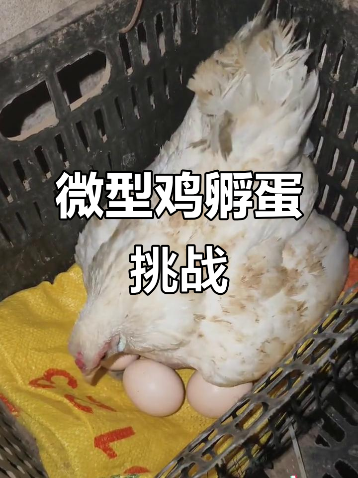 一只大围山微型鸡挑战10个斗鸡蛋，能否成功孵化？