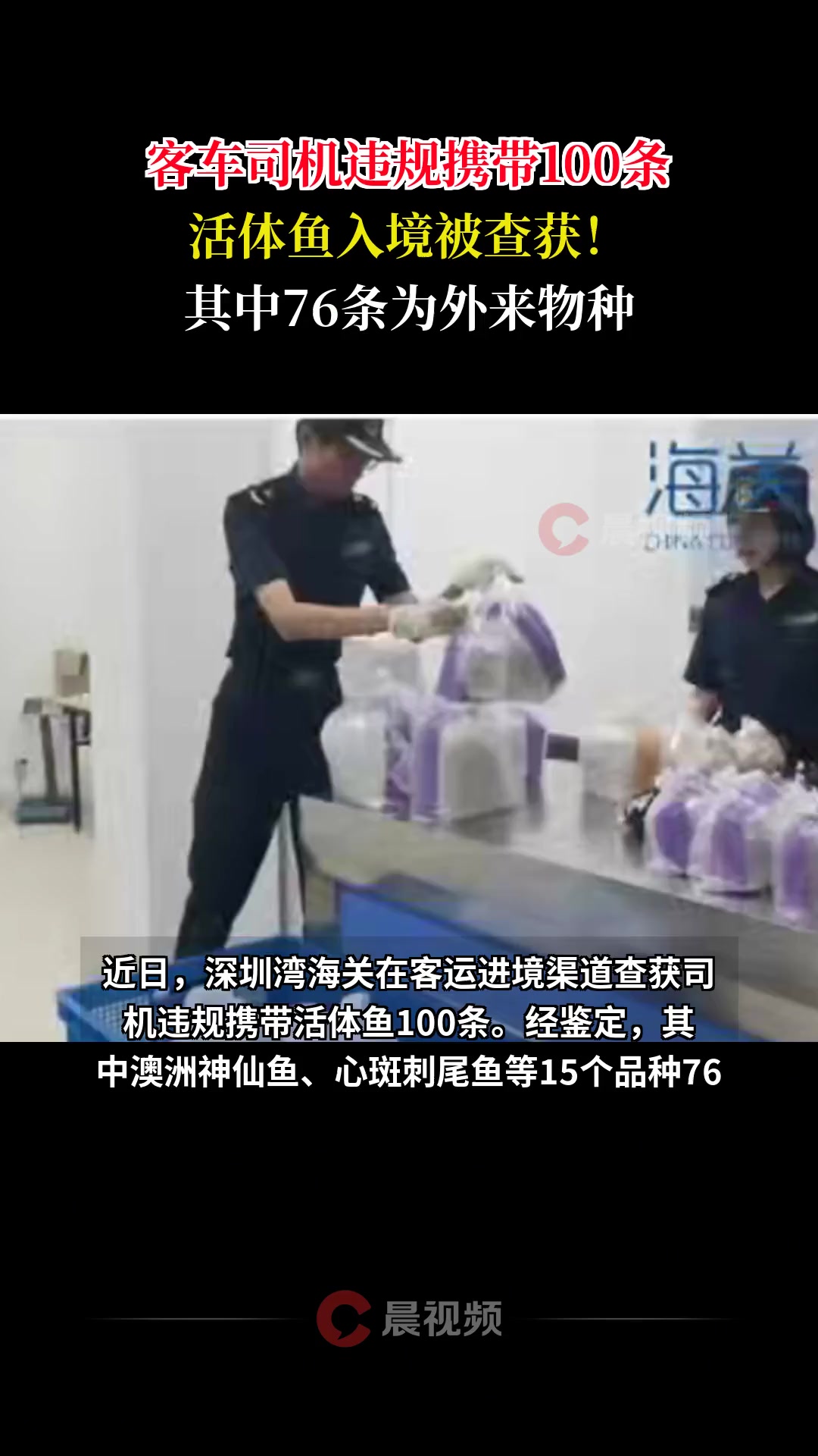 客车司机违规携带100条活体鱼入境被查获！其中76条为外来物种