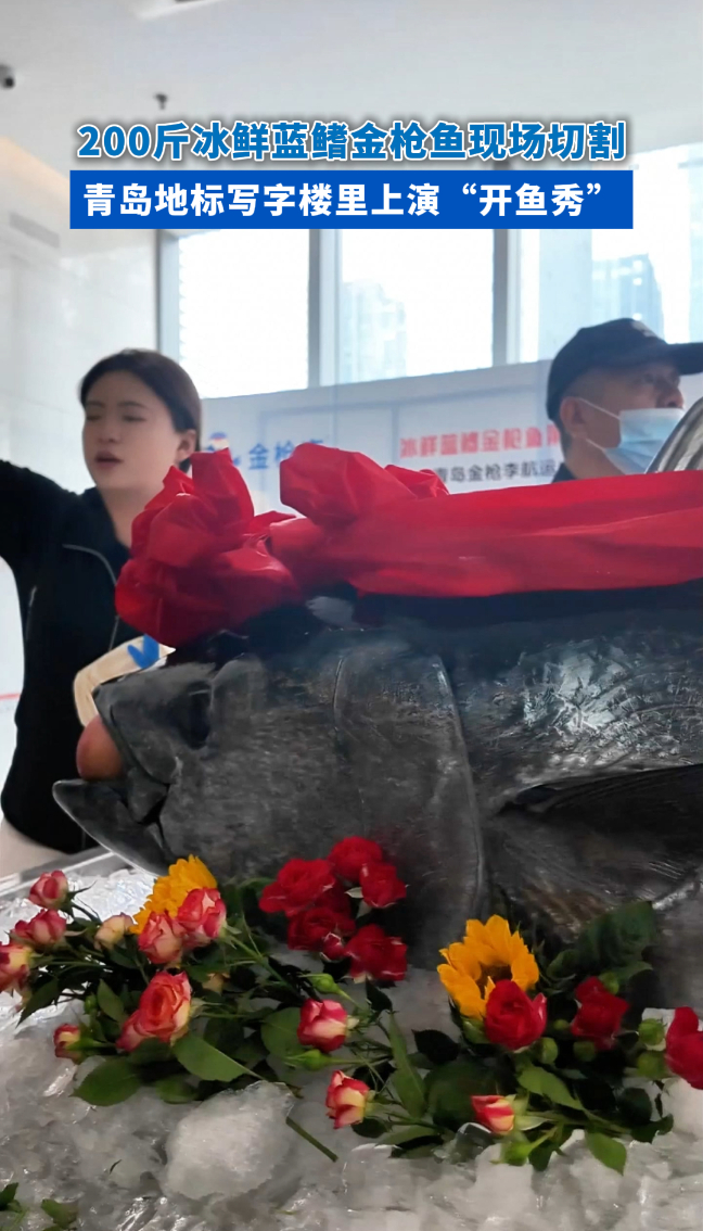 半岛V视|200斤冰鲜蓝鳍金枪鱼现场切割!青岛地标写字楼里上演“开鱼秀”