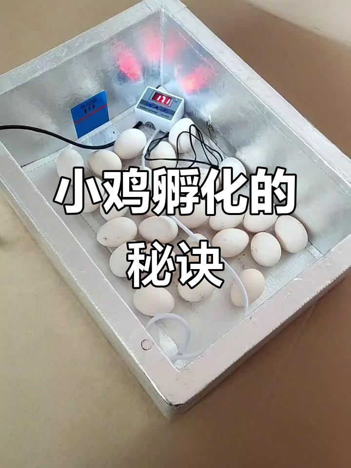 孵化小鸡的关键:温度与受精蛋,5天照蛋挑选