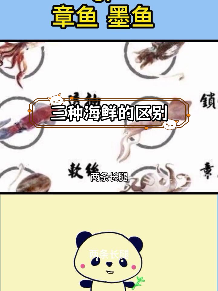 墨鱼、乌贼与章鱼的差异解析