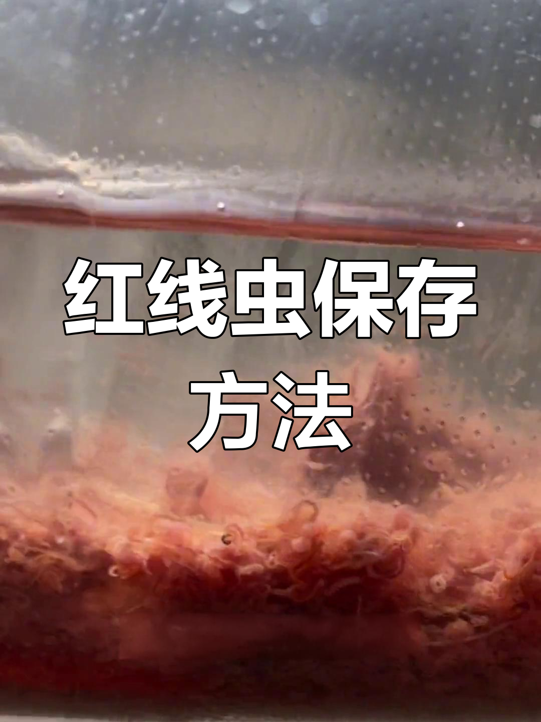 如何保存活食红线虫