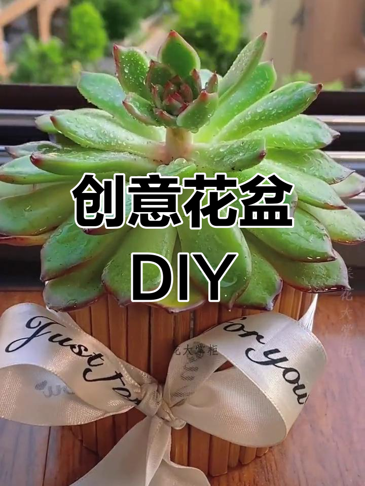 废旧塑料瓶变花盆,简单几步搞定多肉移栽