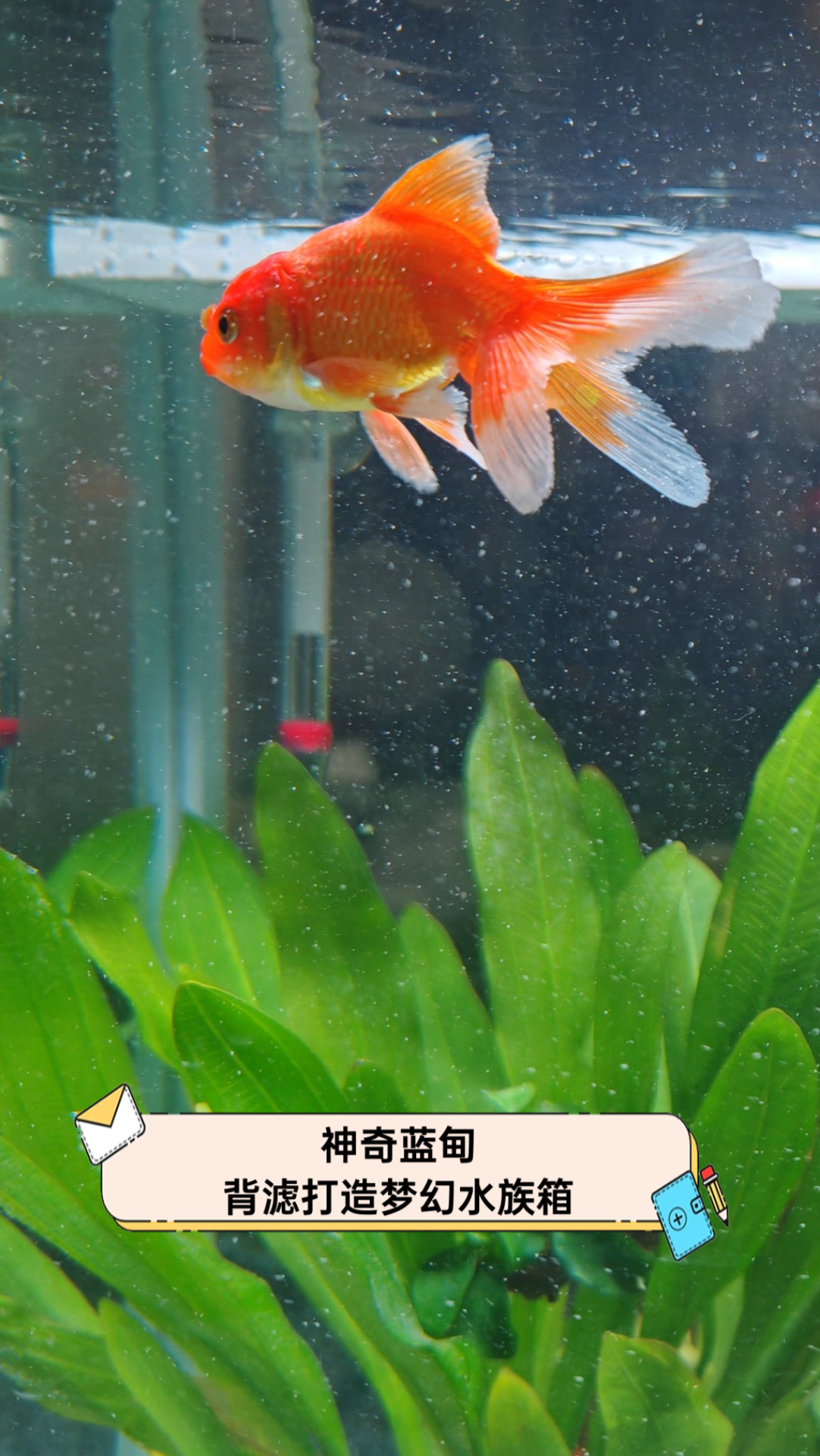 神奇蓝甸,背滤打造梦幻水族箱