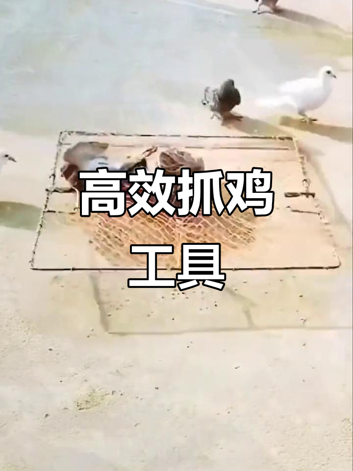 抓鸡神器大揭秘,轻松捕捉家禽