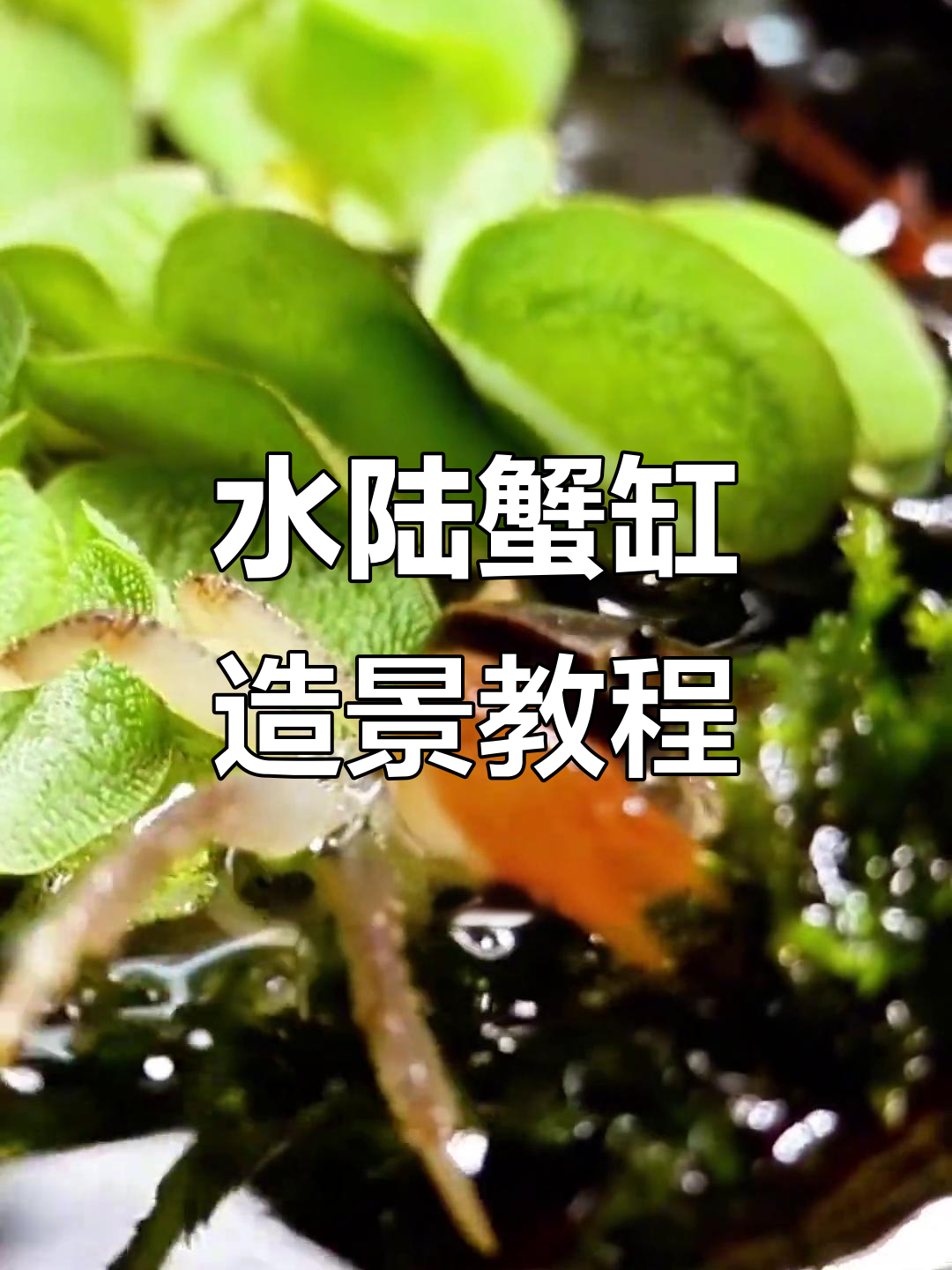 打造螃蟹水陆缸,详细步骤全解析
