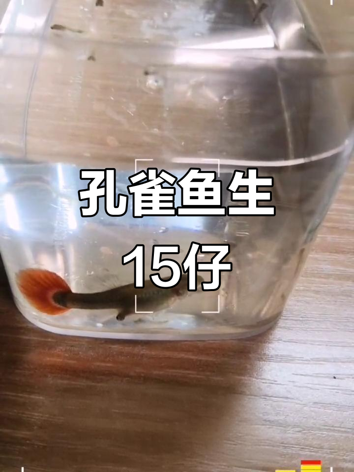 孔雀鱼爸爸努力生娃,15条宝宝诞生全过程