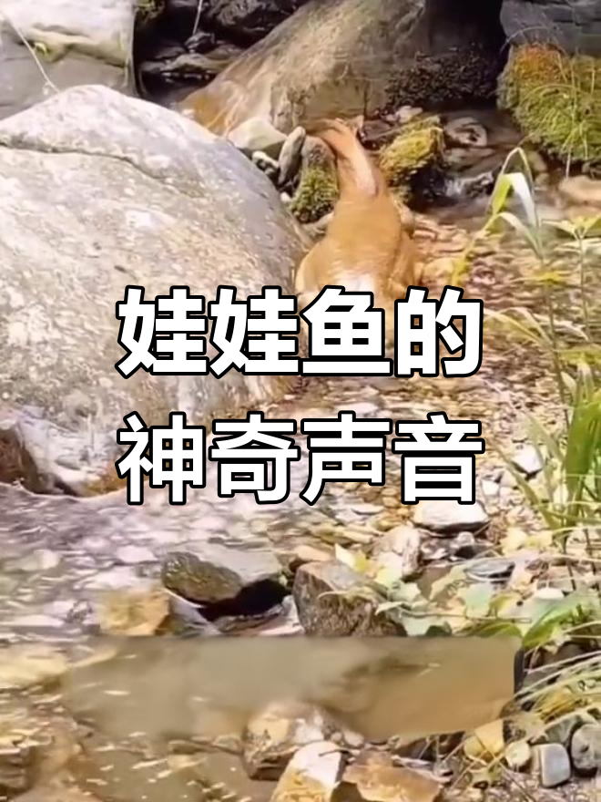 娃娃鱼叫声竟然像孩子,大自然真奇妙