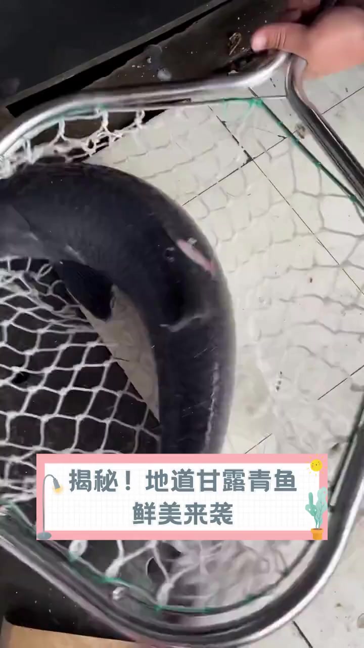 揭秘!地道甘露青鱼,鲜美来袭