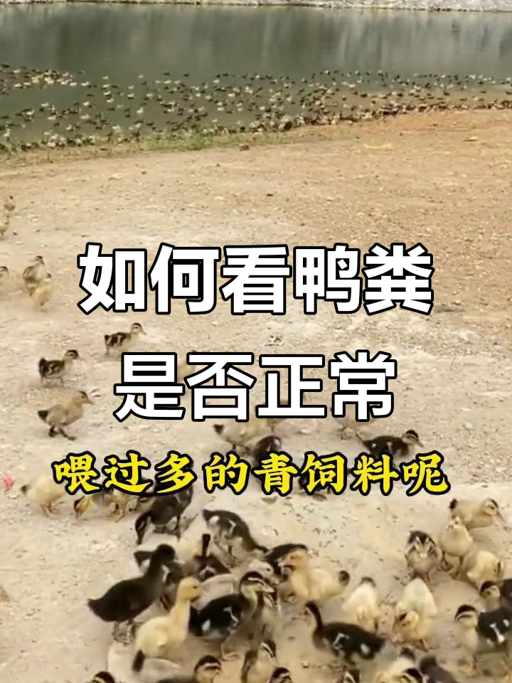 鸭子粪便正常与否?如何判断健康状态