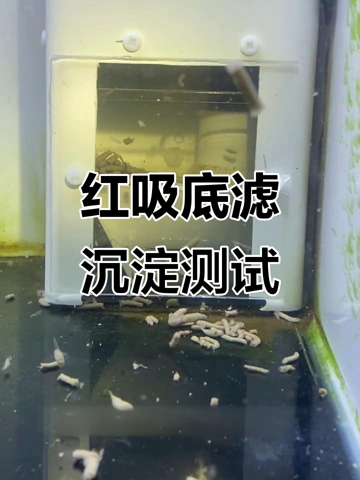 鱼缸沉淀效果实测,红吸底滤与伪直角溢流完美配合