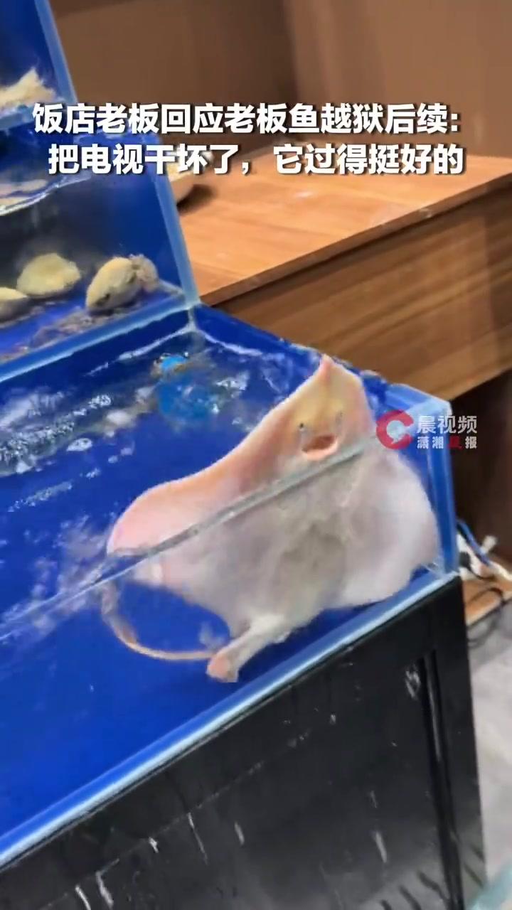 烧烤店老板鱼越狱把电视干坏了,烧烤店老板回应老板鱼越狱后续:它过得挺好
