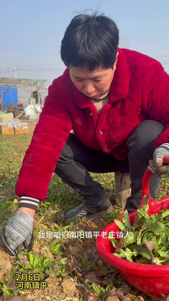 趴地菠菜吃过了，趴地荠荠菜更有营养！#南阳#镇平#荠菜#趴地菠菜#我为家乡农产品代言