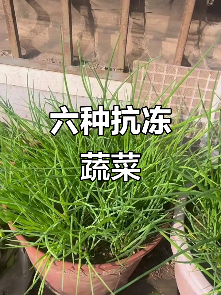 冬季耐寒蔬菜推荐，六种菜让你不怕寒冷