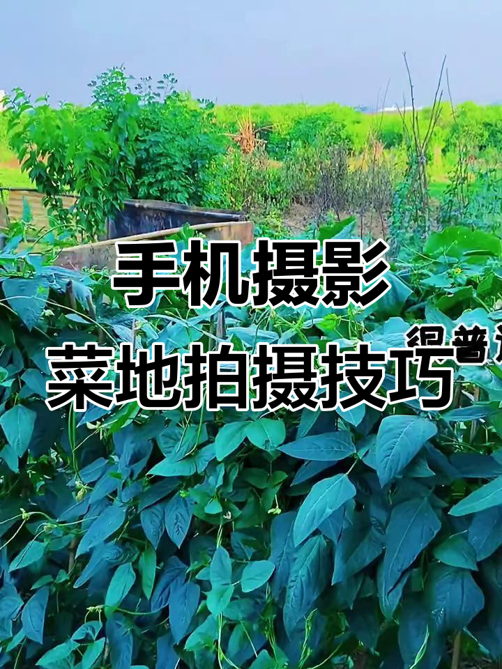 菜园拍摄技巧大揭秘,手机轻松拍出惊艳效果