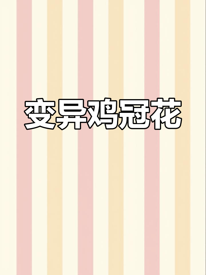 秋季绽放,鸡冠花异变,期待种子延续生命