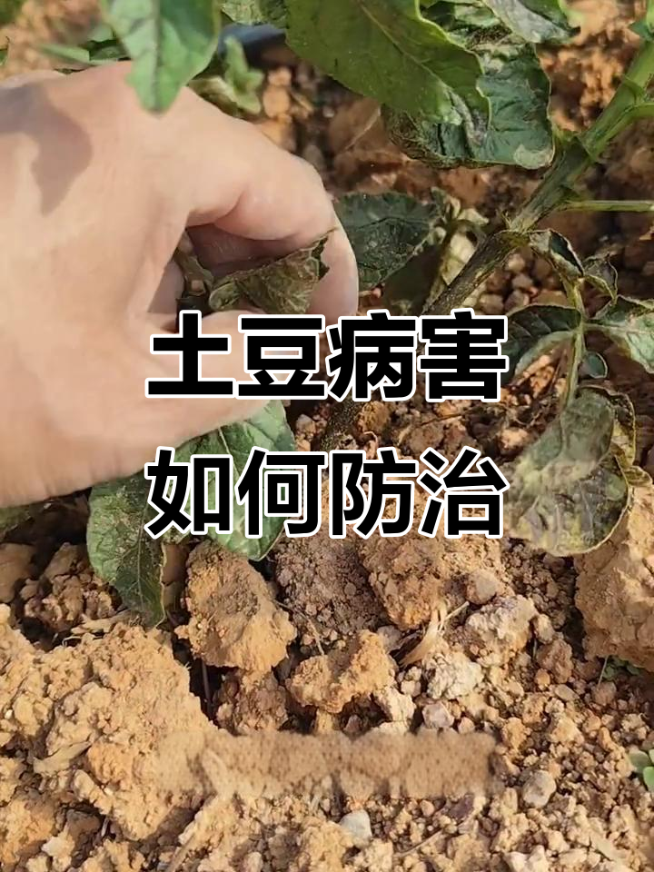 土豆早疫病与灰霉病的区别,草木灰能救吗?