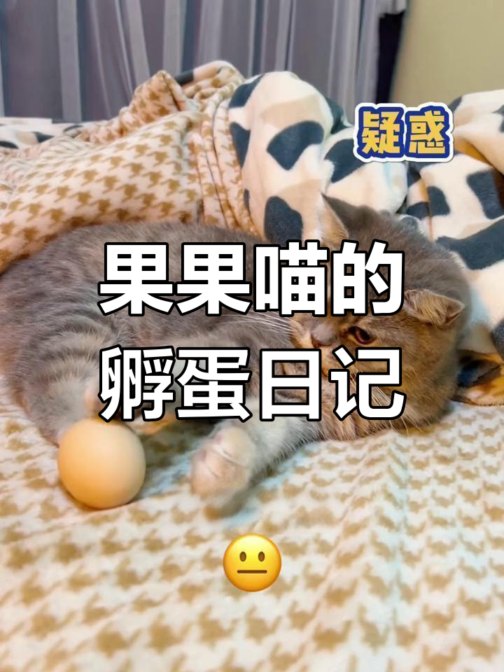 猫咪孵蛋的奇妙过程