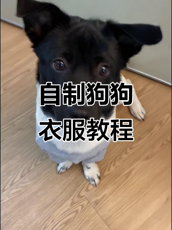 用废旧衣物DIY狗狗衣服,简单又可爱
