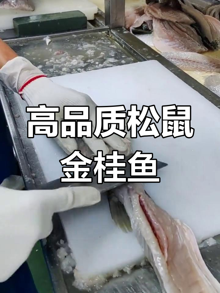 珠海水产工厂直供,松鼠金桂鱼现杀发货