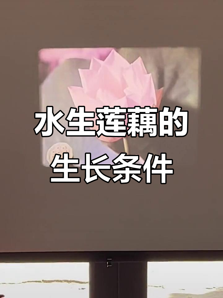 莲藕的种植与生长环境:水生蔬菜的经济价值