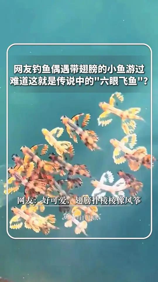 网友钓鱼偶遇带翅膀的小鱼游过，难道这就是传说中的“六眼飞鱼”？网友：好像天青色在放风筝！新
