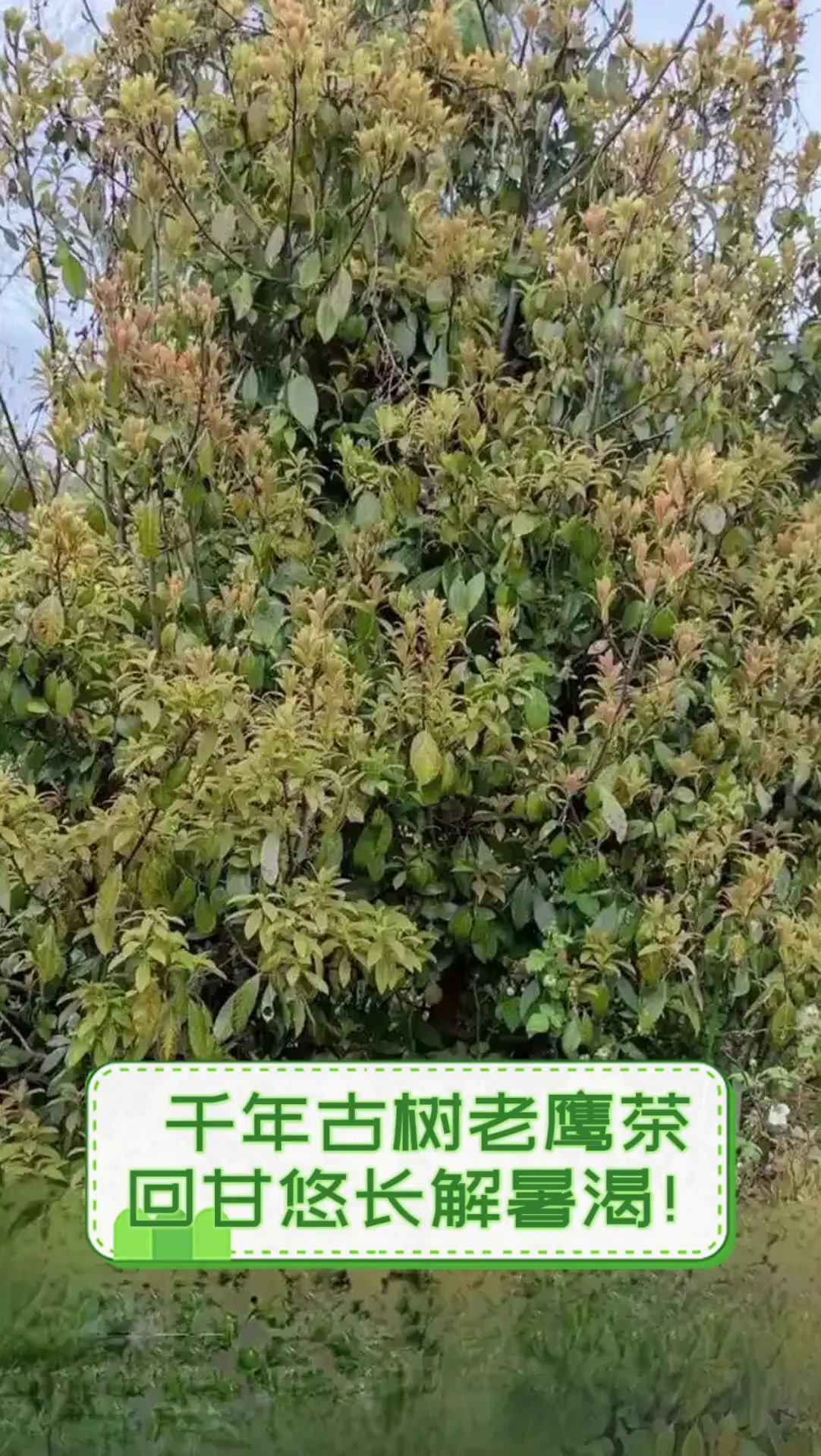 千年古树老鹰茶,回甘悠长解暑渴!