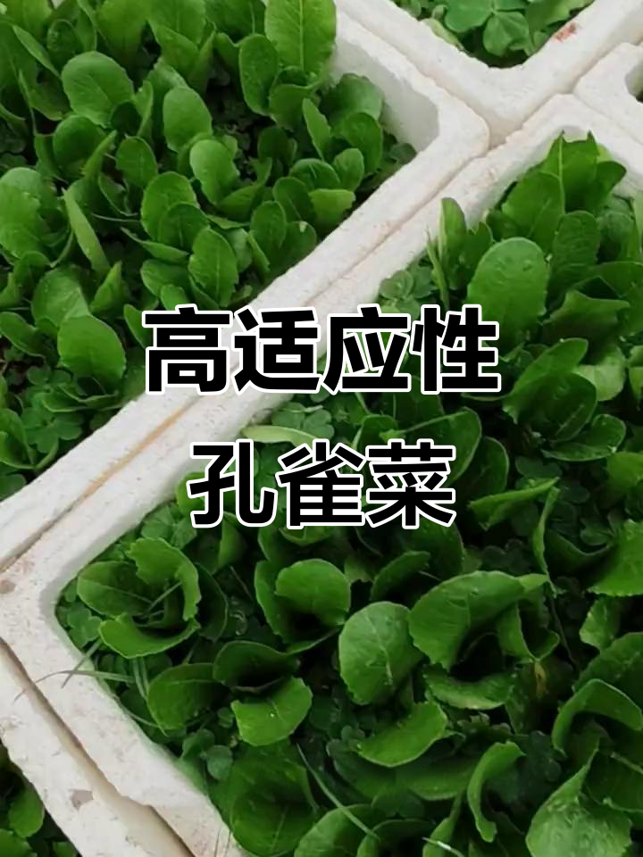 孔雀菜:油麦菜的独特美味,家庭阳台到田间地头都能种