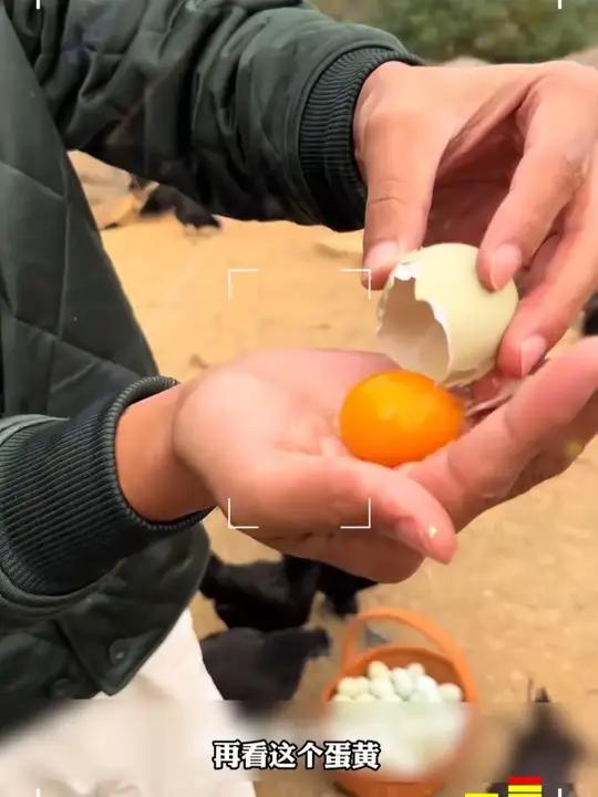 「助农」「超划算」正宗绿壳蛋乌鸡蛋农家散养土鸡蛋笨鸡蛋青皮壳