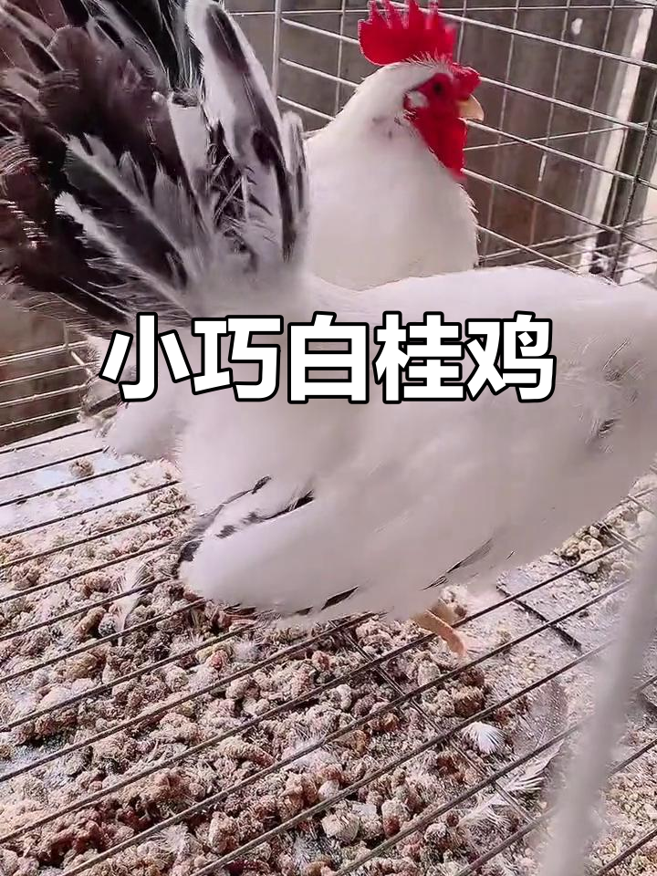 白桂鸡:小体型观赏鸡,五谷杂粮喂养更美丽