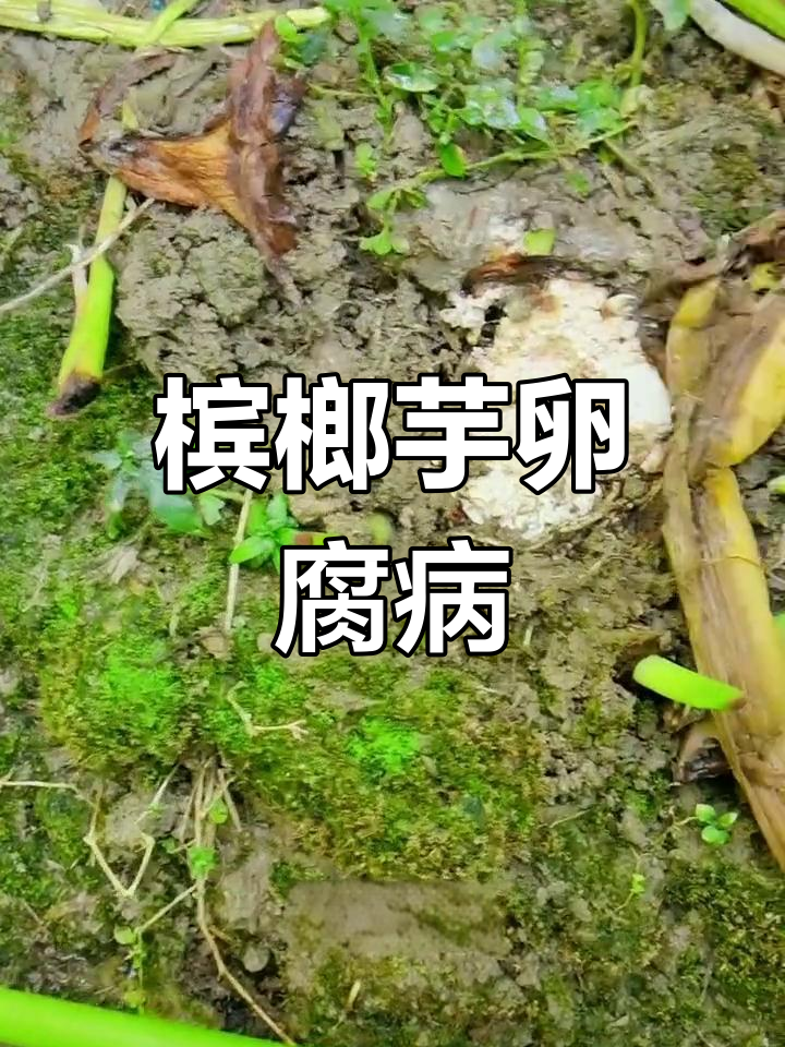 槟榔芋软腐病症状解析