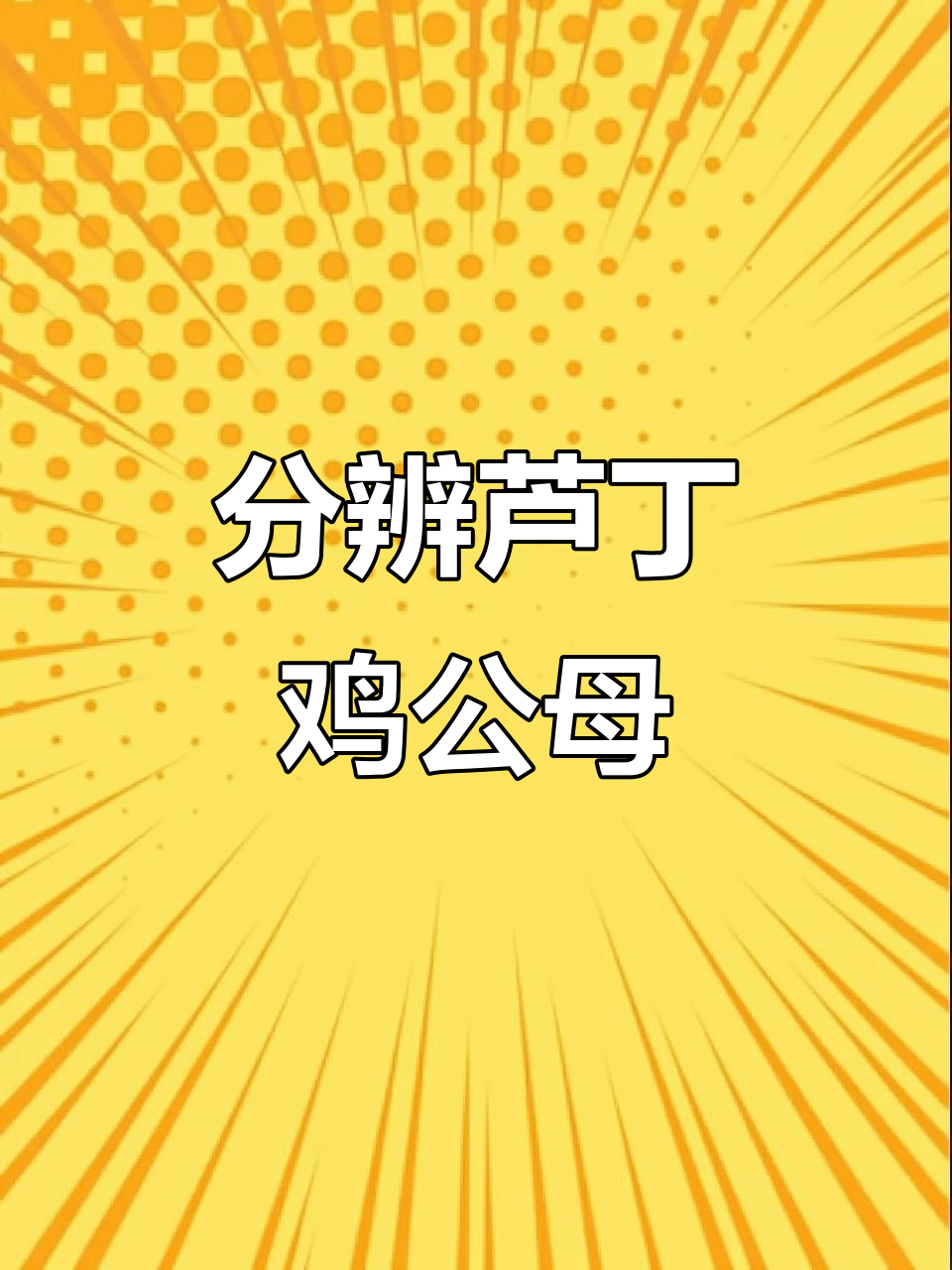 芦丁鸡公母分辨技巧,轻松掌握!
