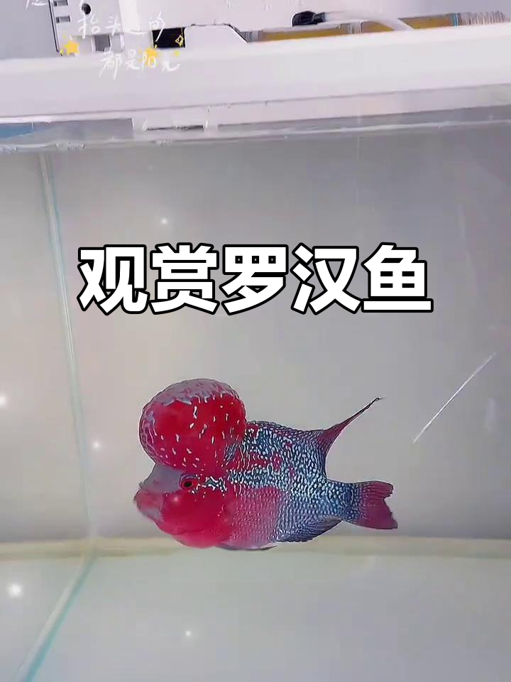 罗汉鱼之美,欣赏与了解