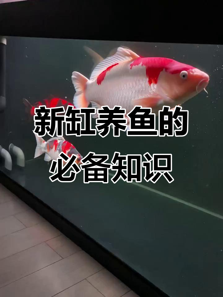 什么是闯缸鱼?新开缸必知技巧