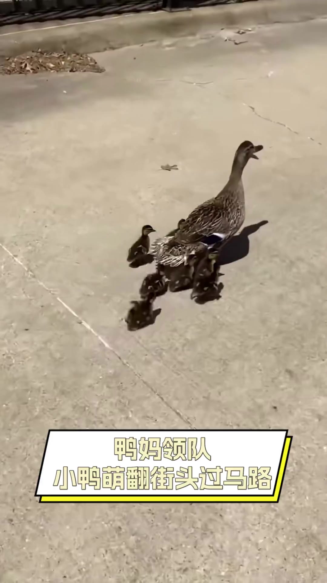 鸭妈领队,小鸭萌翻街头过马路