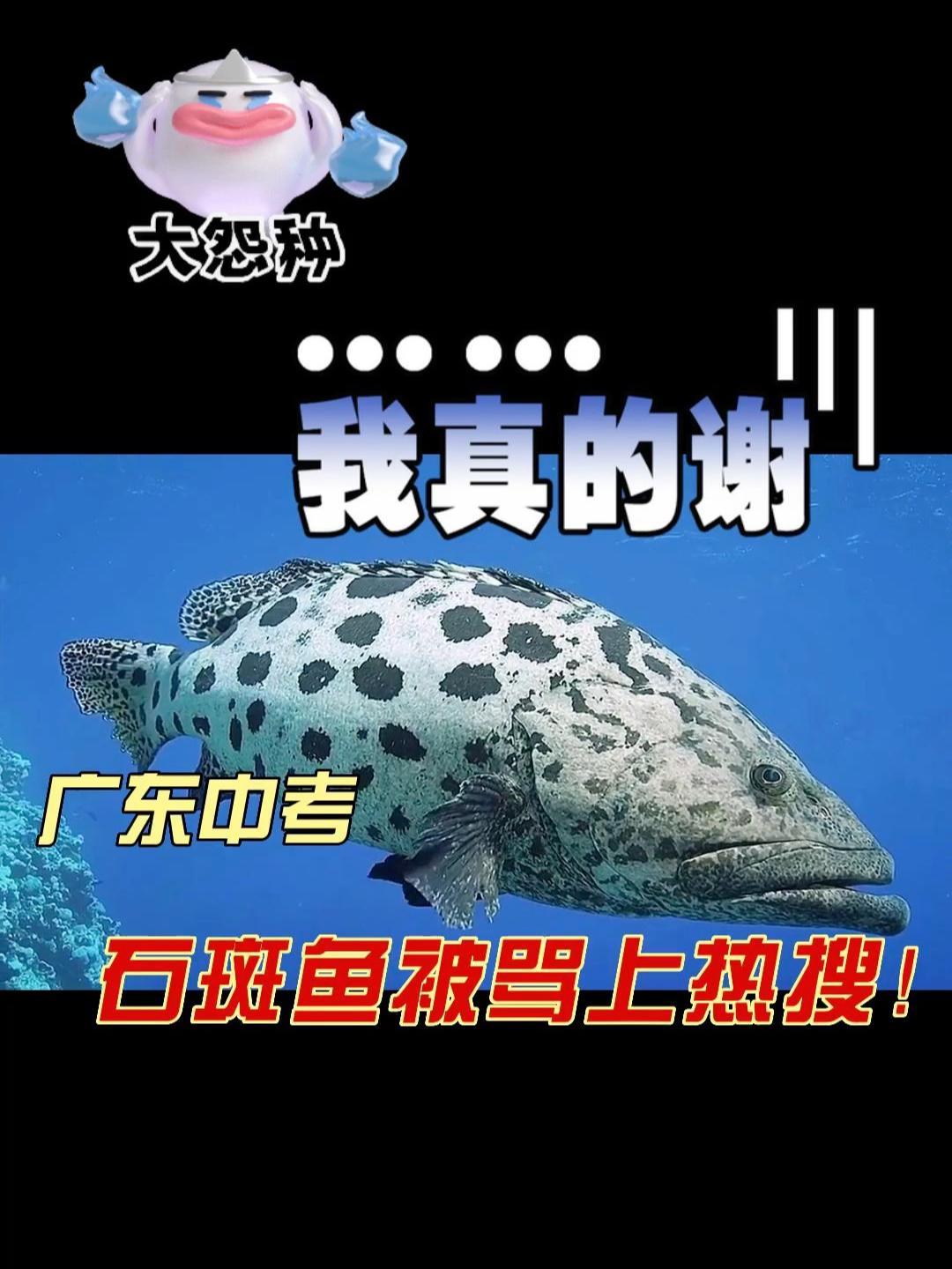 广东中考石斑鱼被骂上热搜!石斑鱼到底是用腮呼吸还是用肺呼吸?石斑鱼 广东中考 动物科普 鱼