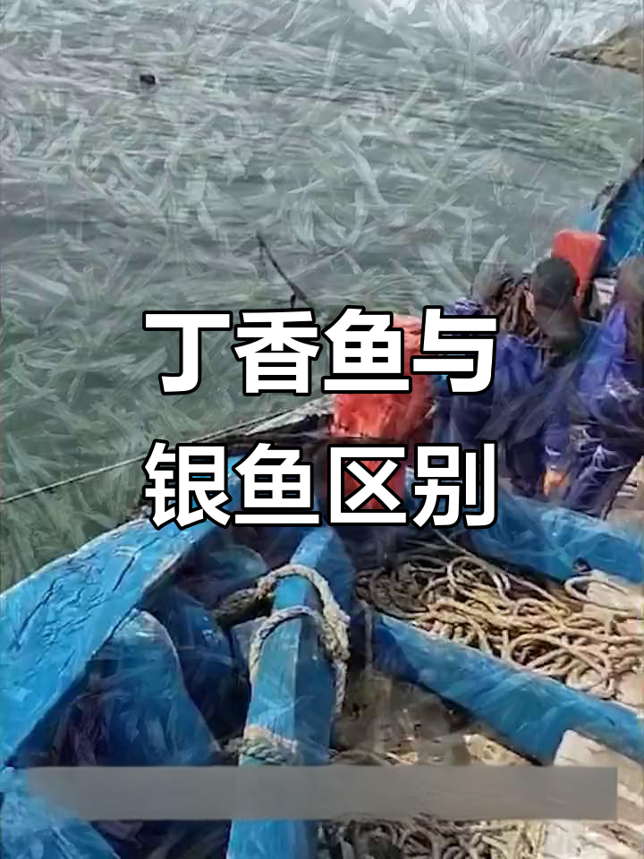 丁香鱼和银鱼的差别，你了解吗？