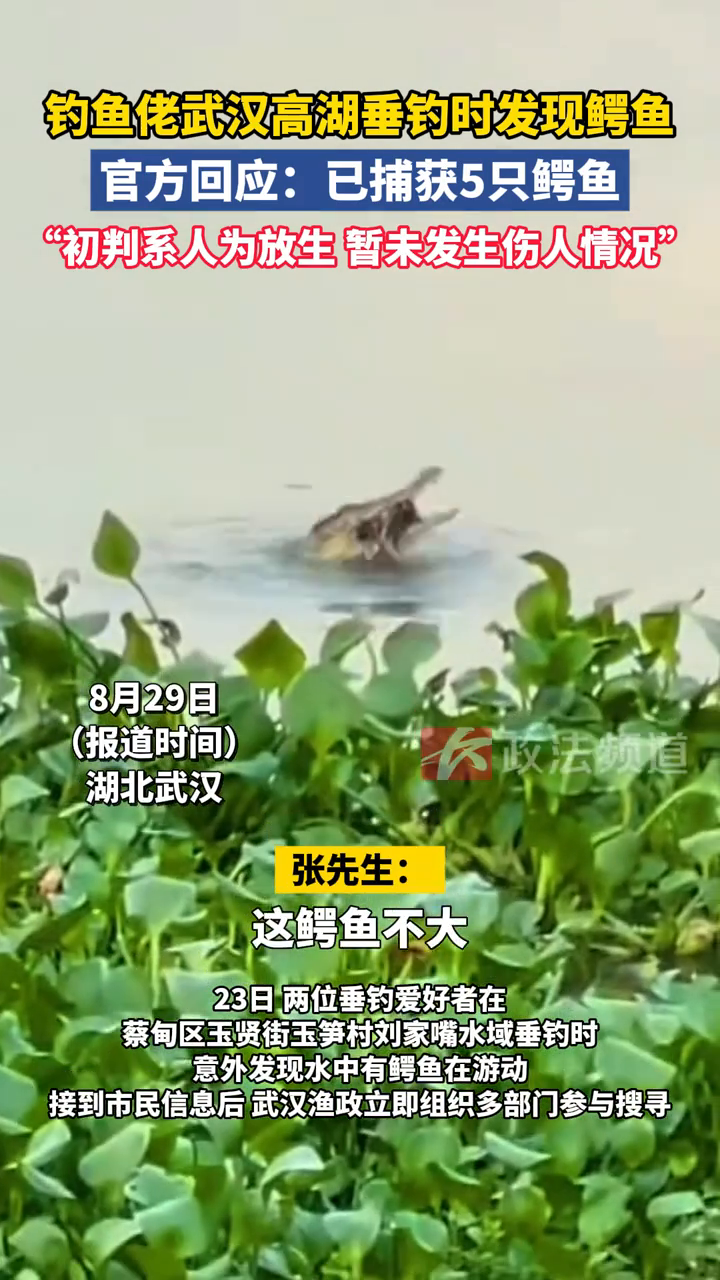 钓鱼佬武汉高湖垂钓时发现鳄鱼,官方回应:已捕获5只