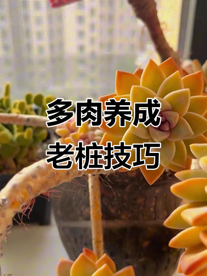 如何让多肉养成老桩?光照、土壤和修剪全攻略