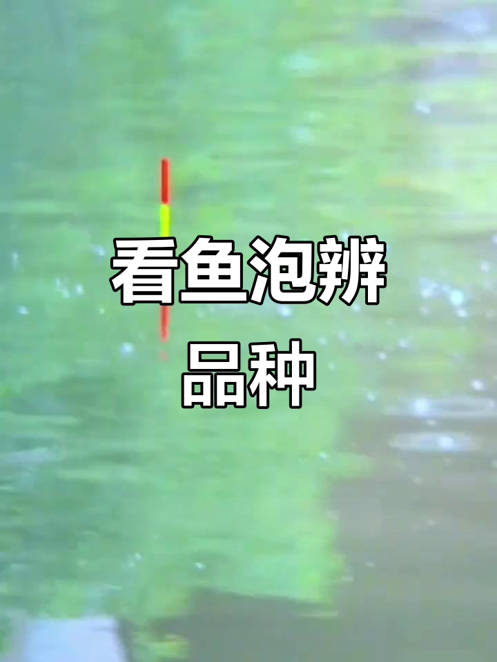 鱼泡识别技巧:从鲫到草鱼的辨别方法