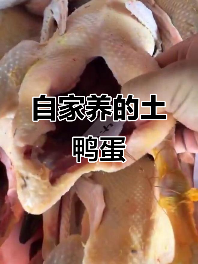 自家土鸭蛋大揭秘,五六个月公鸭的秘密武器
