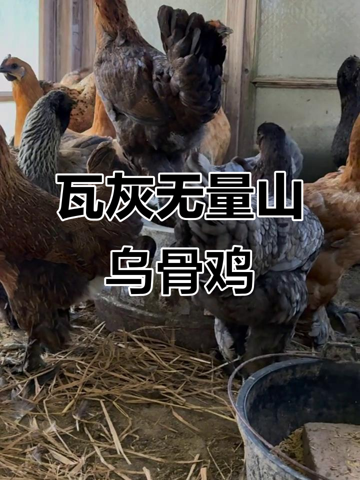 无量山乌骨鸡：凤头花冠，瓦灰胡子的独特魅力
