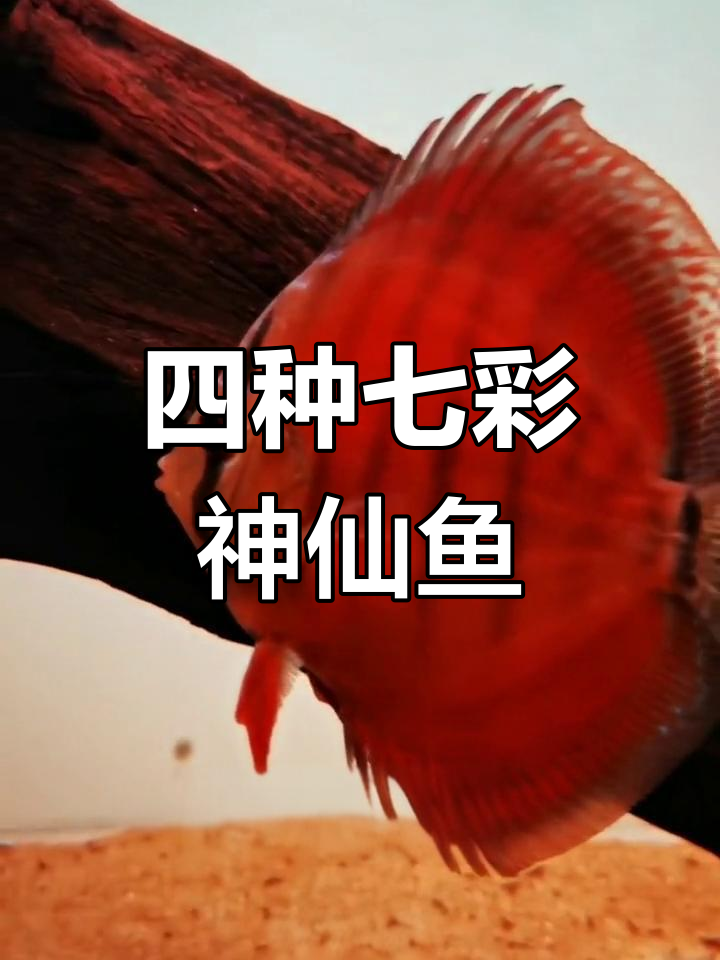 七彩神仙鱼推荐,四种美丽品种